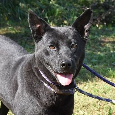 千葉県動物愛護センター本所お散歩隊 Osanpo Center Twitter