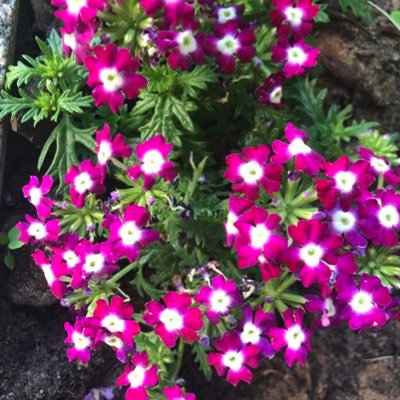 Champagnerroyal's profile picture. I Know what i want and i get it