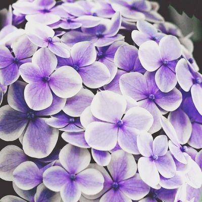 an_1004_an's profile picture. ＢＴＳオルペン💜みんな違ってみんな良い。しかし最近のナムの色気は異常。

北限の狂人のニックネームを与えられし者。心によぉ〜ゆぅ〜を飼っていたい。