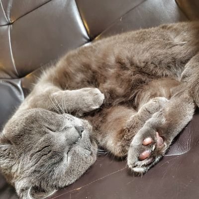 01aoJ9ALziFOPuv's profile picture. 