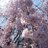 🌸桜777🌸のアイコン