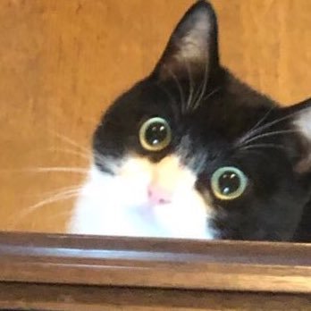 hibana_ff's profile picture. 🎮️🧑‍🤝‍🧑🐈️🐈‍⬛⚽️💪