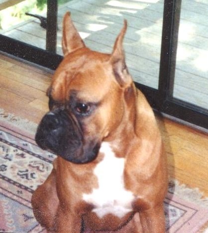 LSCMinCT's profile picture. Boxer loving, avid reader, professional cycling fan.