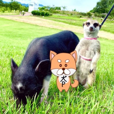 犬坊主(苔アーティスト小竹規弘)さんのプロフィール画像