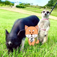 犬坊主(苔アーティスト小竹規弘) (@inubouz_p) 's Twitter Profile
