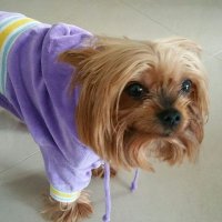 turtleboi (@turtleb0ii) 's Twitter Profile