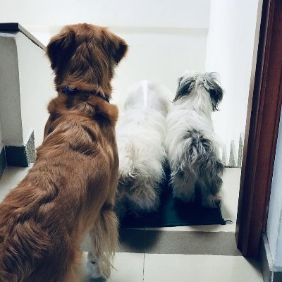 JaslerYair's profile picture. Estudiante  de Derecho de la @IUEvirtual. Instagram: @jasleryair "El hombre no esta hecho para la derrota. Un hombre puede ser destruido, pero no derrotado" EH