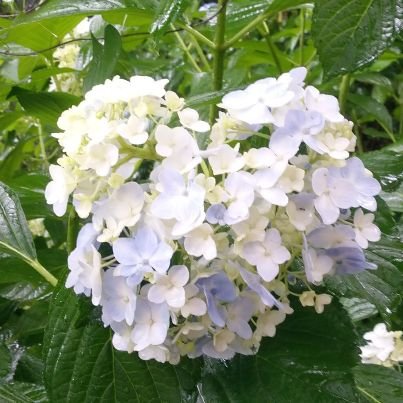 kkk_librarian's profile picture. 学校図書館で仕事をしています。