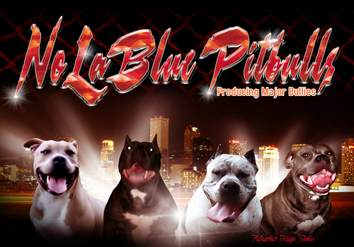 We are a small blue pitbull kennel here in Louisiana. We breed xxl pitbulls and extreme bully pitbulls.