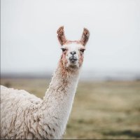 Llama Llama (@whatatizzy) 's Twitter Profile