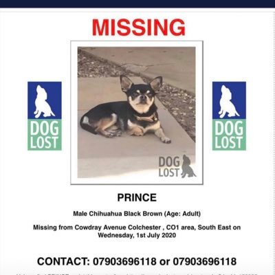 Missing Dog prince Colchester Essex 
Contact 07903696118 
Please re tweet