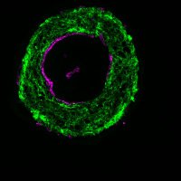 MendjanLab (@mendjanlab) 's Twitter Profile