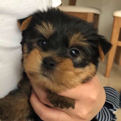 Yorkie Lulu Let S Play Mom Yorkshireterrier Yorkie Puppy Cute Dogs Doglovers Dogsofinstagram Dogsoftwittter ヨークシャテリア ヨーキー 子犬 かわいいと思ったらrt かわいい動物 いぬのいる暮らし いぬのきもち T Co Yorkie Lulu Let S Play Mom Yorkshireterrier Yorkie Puppy Cute Dogs Doglovers Dogsofinstagram Dogsoftwittter ヨークシャテリア ヨーキー 子犬 かわいいと思ったらrt かわいい動物 いぬのいる暮らし いぬのきもち T Co