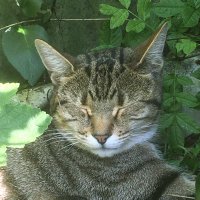 HA! (@hide2k10) 's Twitter Profile
