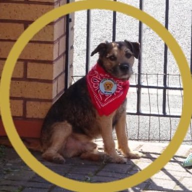 Bobby here, 15 year old Border Terrier x Jack Russell from Liverpool, proud member of the BT Posse!