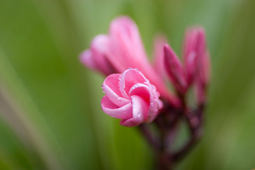 realdanamccool's profile picture. 