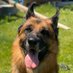 Ohana Cocker GSD (@ohana_cocker_s) Twitter profile photo Ohana Cocker GSD (@ohana_cocker_s) Twitter profile photo