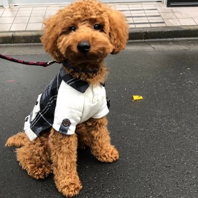 デカプれお カバンでお出掛け Toypoodle 犬カバン トイプードルレッド デカプー カバン犬 Toypoodle Poodlelove トイプードル 子犬 仔犬 こいぬ Poodle わんこ 癒し
