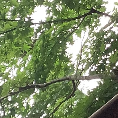 ハレさんのプロフィール画像