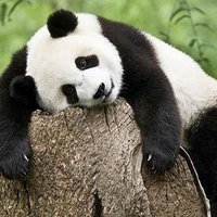 panda(@1_Panda_9) 's Twitter Profile Photo