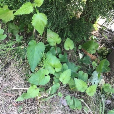 aJAal03wMnHGNGV's profile picture. 