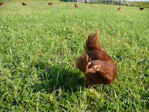 After watching Food Inc, we decided to raise our own chickens. From then we were hooked on growing & raising our own food. Turned a hobby into a lifestyle