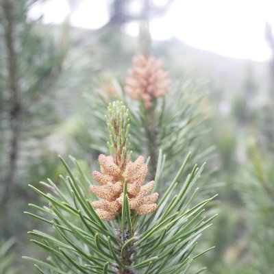 elovenajuvola's profile picture. 