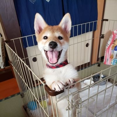 気軽にコメント•RT•フォローしてください!
2020年1月3日生まれの巨大な柴犬です。
転載❌
無言フォロー失礼いたします。
DMは返信しません。申し訳ないです。
↓自分と柴犬の出会いを動画で紹介してます❗