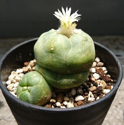 植物初心者🌱好きなものだけ少しずつ育ててます。マンションのベランダでよりよい育て方模索中。気軽にフォローお願いします🙆メセン*ハオルチア*など多肉色々(植物専用アカウント) 勝手にフォローすみません!