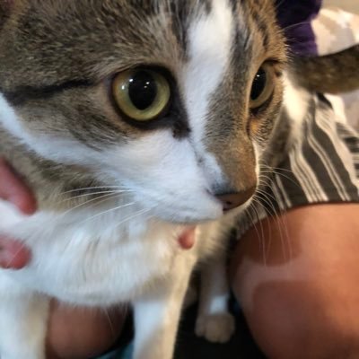 A_ThinkingCat's profile picture. Hello humans. My humans call me Victoria. I’m a cute kitty and love jumping on the dog. Hope you enjoy this... whatever it is that these humans do on this.