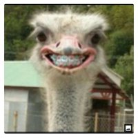 Nuno Goçalo (@gocalonuno) 's Twitter Profile