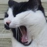 mrcat0011's profile picture.