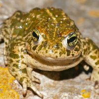 Laura the Toad (@toadteach) 's Twitter Profile Photo