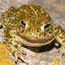 Laura the Toad (@toadteach) Twitter profile photo Laura the Toad (@toadteach) Twitter profile photo