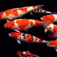 cheesecurls8's profile picture. Hearstrong. Happy life.