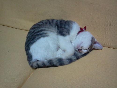 nahoko_ver5's profile picture. 