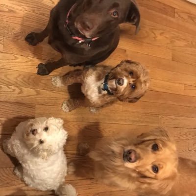 Official Twitter for the D’amelio family. Belle, Rebel, Cali, Codi