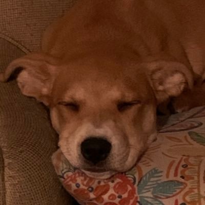 Valoros04's profile picture. Overwatch 2 support pro (bronze 3)