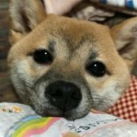 大家@不動産鑑定士 (@sevenstepsone) 's Twitter Profile