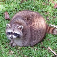 Oversized Trash Panda(@OversizeRaccoon) 's Twitter Profile Photo