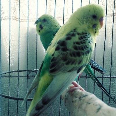 Cuidar's profile picture. 