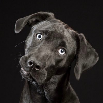 Black_Dog001 Profile Picture