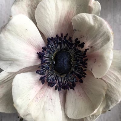 aspros_anemos's profile picture. カオナビ フロントエンドエンジニア3年目