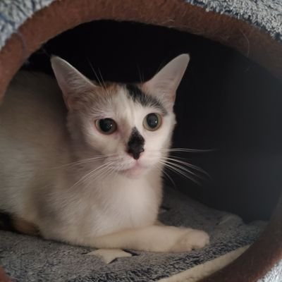 KwCeNldgmD6lMMu's profile picture. 猫好き