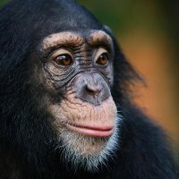 BoboTheChimp (@bobothechimpanz) 's Twitter Profile