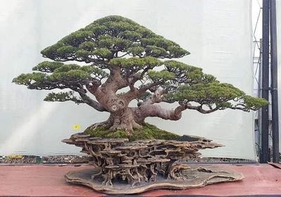 đi du lịch