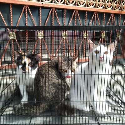 Gallery keseharian sekucing single parent a.k.a Mamak Kitty beserta 2 anaknya, Mbak Molly dan Dedek Millo 😻😽 (akun dipegang adek Emak)