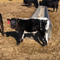 Christopher MacPherson (@bigmacsbeef) 's Twitter Profile Photo