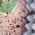 INSEXT Insect Farm (@insectos_extre) Twitter profile photo INSEXT Insect Farm (@insectos_extre) Twitter profile photo