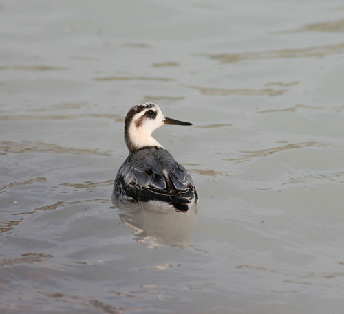 Sara McMahon @PlymptonBirder@mas.to